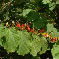Helicteres isora L.